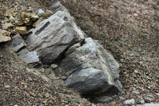Restos fósiles de cocodrilos en Chile