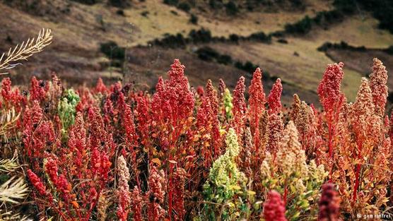 Cultivo de quinoa en Cachora, Apurímac, Perú.