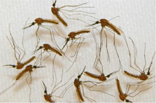 Un grupo de mosquitos infectados con malaria listos para la disección en el laboratorio