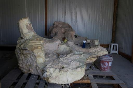 Restos fósiles de un mamut encontrado en Galeana, en el estado mexicano de Nuevo León