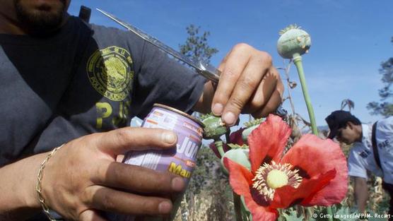 Cultivo de amapola en el estado de Guerrero, México.