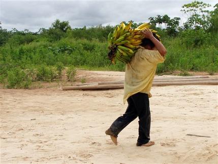 Un tsimane lleva plátanos a su aldea