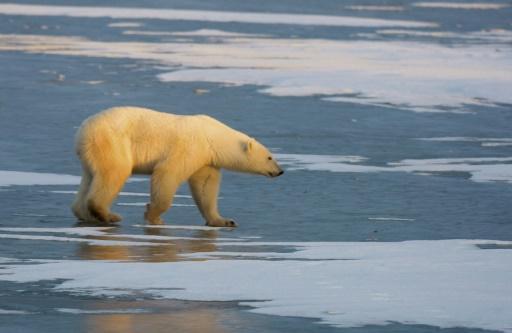 Un oso polar en pleno invierno