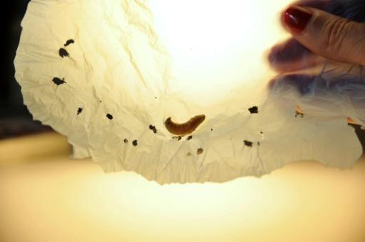 Un gusano de la cera en una bolsa de plástico durante un experimento científico en Santander, norte de España
