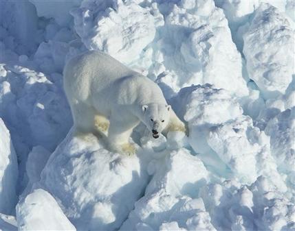 Un oso polar  en el mar de Beaufort, EEUU