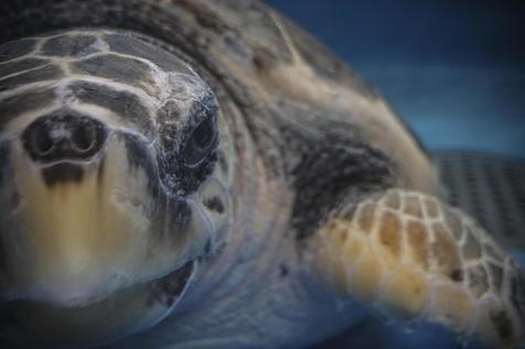 Medidas en Italia para salvar a las tortugas marinas.