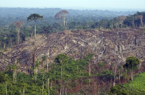 Un sector del Bosque Nacional Jamanxim, en el estado de Para, en el norte de Brasil, 