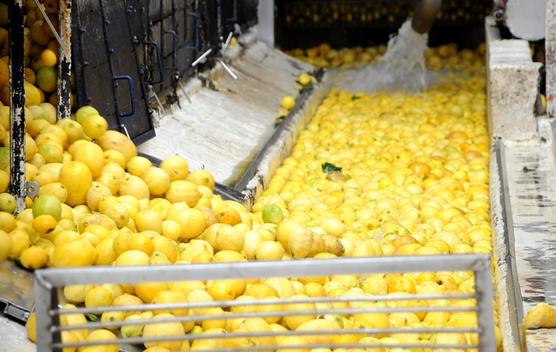 Nuevo mercado para el limón