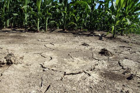 Sequía en Italia afecta seriamente a los cultivos 