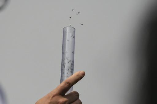 Expertos de Fiocruz lanzan mosquitos Aedes aegypti infectados con una bacteria