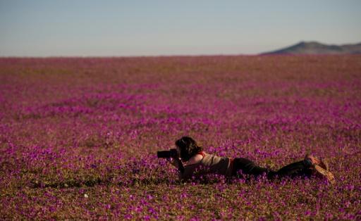  Flores en el desierto de Atacama, en la región de Huasco,