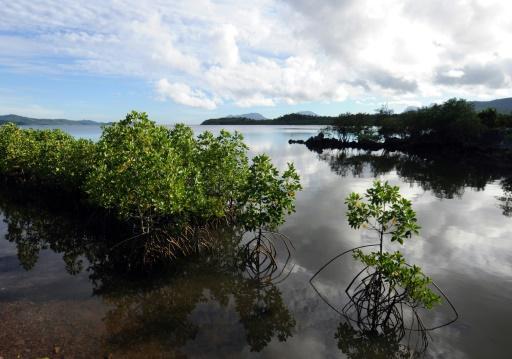 Las islas representan sólo el 5,3% de tierra emergente, pero han sido hogar del 61% de todas las especies desaparecidas 