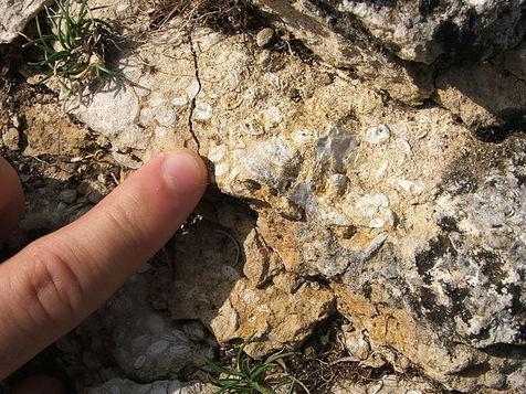 Microfósiles adheridos en rocas australianas, pueden ser la primera señal de vida de la Tierra (foto: Ansa)