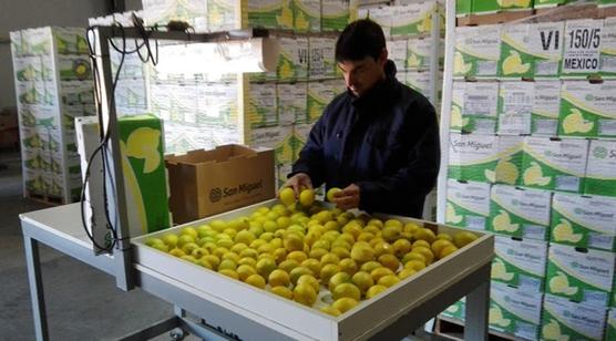 Exportaciones de limones