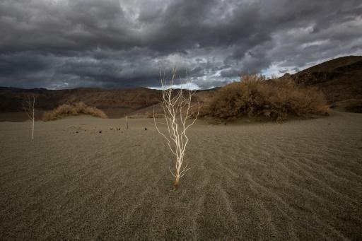 Una planta permanece en pie en las desiertas arenas cercanas a Lone Pine, California