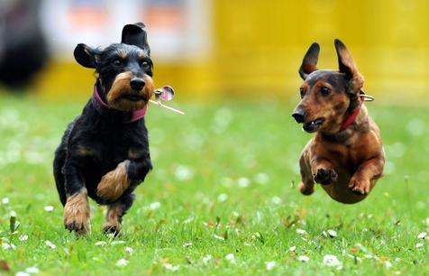 Estudian a perros para combatir tumores (foto: ANSA)