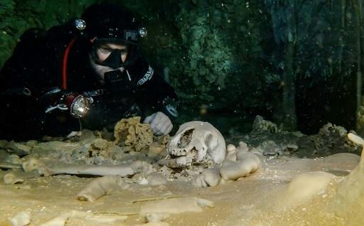 Restos de un oso pleistoceno, de hace 2,5 millones de años, en la cueva marina Sac Actun 