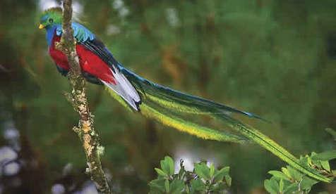 El elegante quetzal (foto: Ansa)