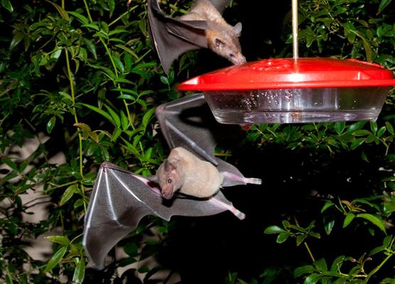 Conservar a los murciélagos es garantizar la bebida
