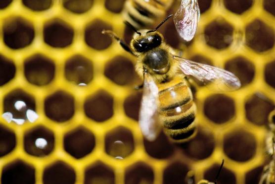 Un panal de abejas en el sur francés