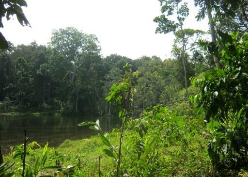 Parque Nacional de Nouabalé-Ndoki, República del Congo