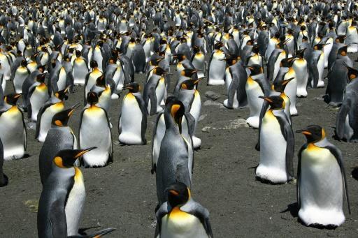 Pingüinos rey en la Isla de la Posesión, en el archipiélago de las Crozet.