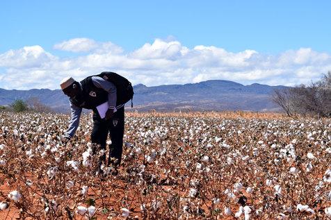 Cosechador de algodón en Brasil (OIT) 