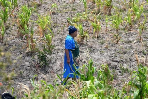 Un agricultor hondureño camina por una siembra de maíz afectada por la sequía en San Buenaventura