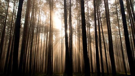 Bosque de pinos en Alemania (foto: ANSA)
