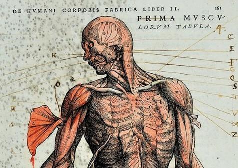 Ilustración del Atlas de Anatomía de Andrea Vesalio (foto: Ansa)