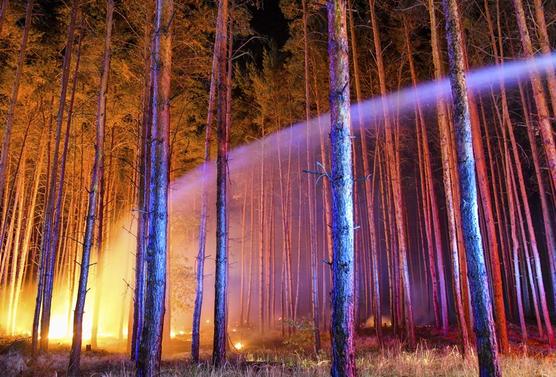 El bosque incendiado