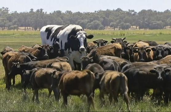 Gigante vaca australiana
