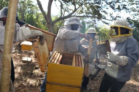 Productores cochabambinos de miel