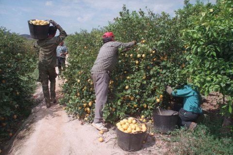 Aumento del 47.7% para los trabajadores del limón