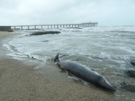 Apareció muerto un raro delfín en la costa de Miramar