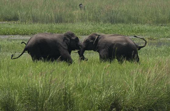 Elefantes salvajes en un humedal cercano a estación de trenes en la India