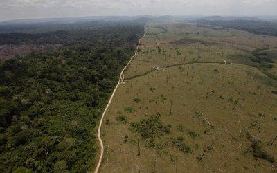 La deforestación pone en jaque la mayor selva mundial