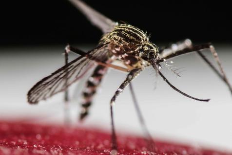 El mosquito transmisor del dengue (foto: ANSA)