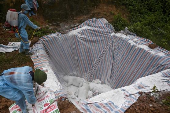 Un grupo de responsables de los servicios sanitarios desinfectan cerdos muertos en una fosa en Hanói (Vietnam)