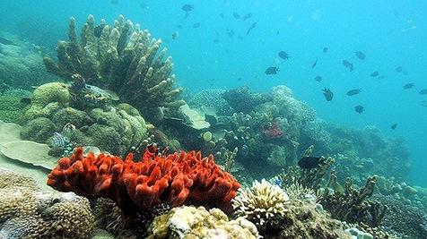 Descubren cinco nuevas barreras de coral en México. (foto: Ansa)