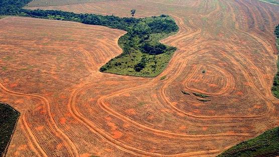 La peligrosa deforestación de la amazonia