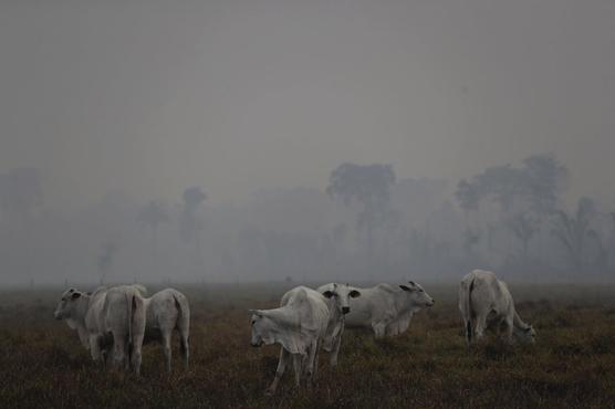  vacas pastan en una granja junto a una carretera que lleva al bosque nacional de Jacundá, cerca de la ciudad de Porto Velho
