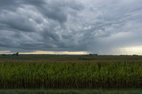 Una tormenta de lluvia cubre campos de maíz en Oskaloosa, Iowa,
