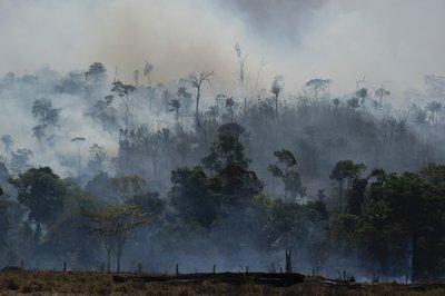 No cede la destrucción de la selva amazónica