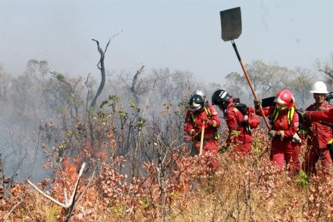 Bomberos apagan incendios forestales