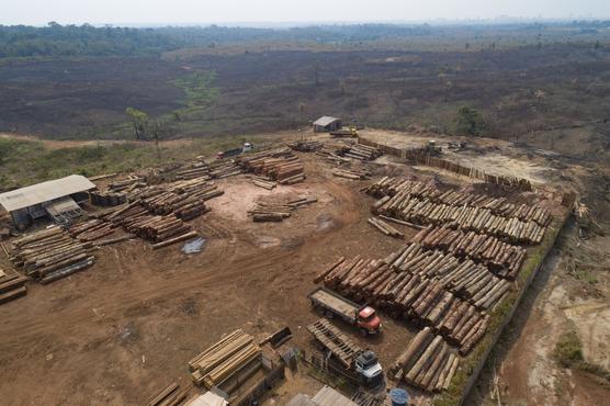 Troncos de madera vistos en un aserradero cerca de una zona recién incendiada y deforestada cerca de Porto Velho