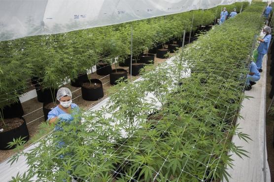 Trabajadores recortan plantas de marihuana en Fotmer, en Nueva Helvecia, Uruguay.