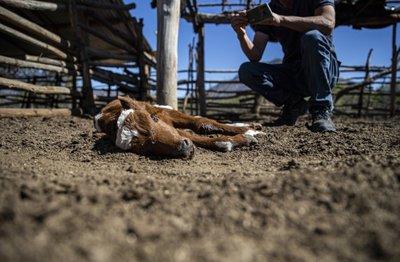 El criador Fredy Moreno toma una foto de un ternero moribundo de dos días en el rancho de Alfredo Estay en Putaendo, Chile,