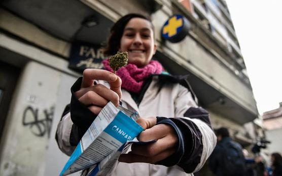 Cannabis legal uruguaya