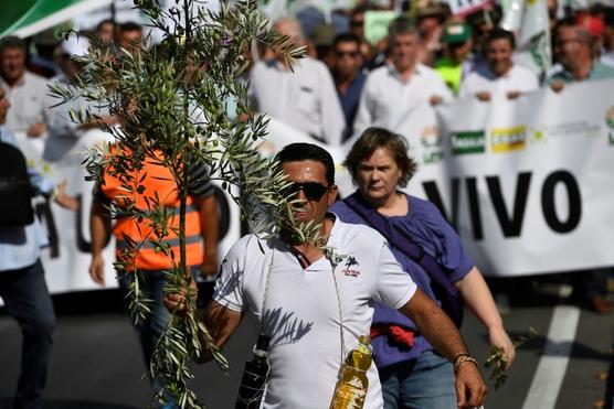 agricultores del sector olivarero protestan en Madrid para denunciar el bajo precio del aceite de oliva